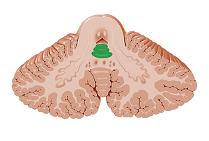 Lingula of cerebellum (#4743)