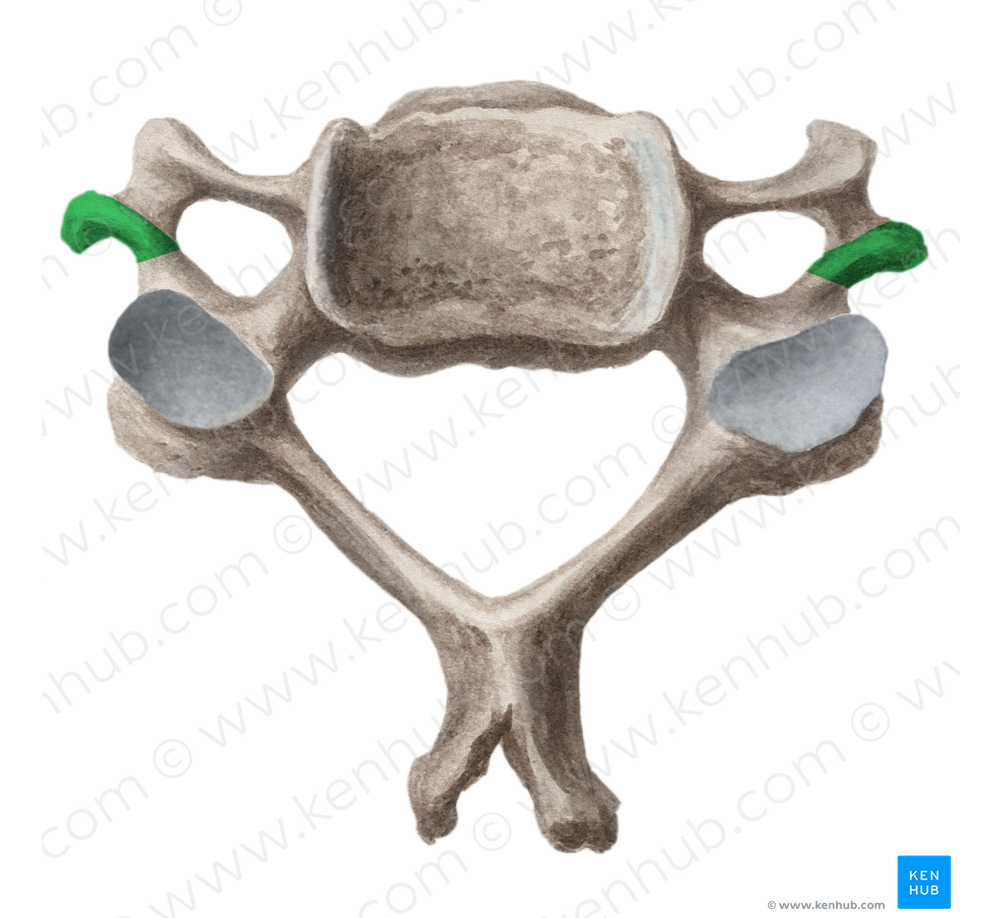 Posterior tubercle of cervical vertebra (#9749)