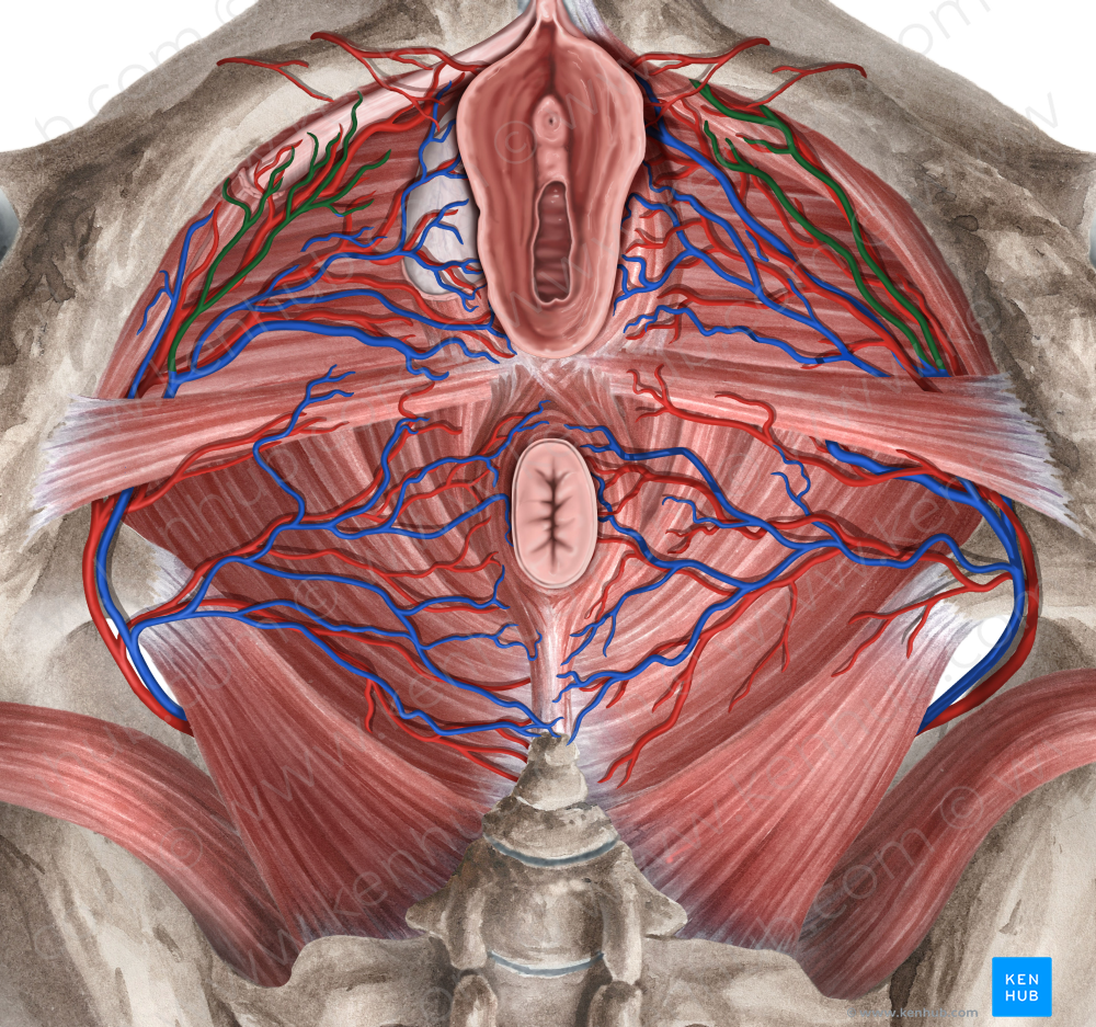 Deep veins of clitoris (#10190)