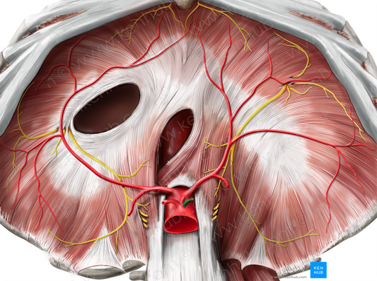 Splenic artery (#1806)