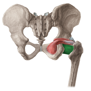 Quadratus femoris muscle (#5810)