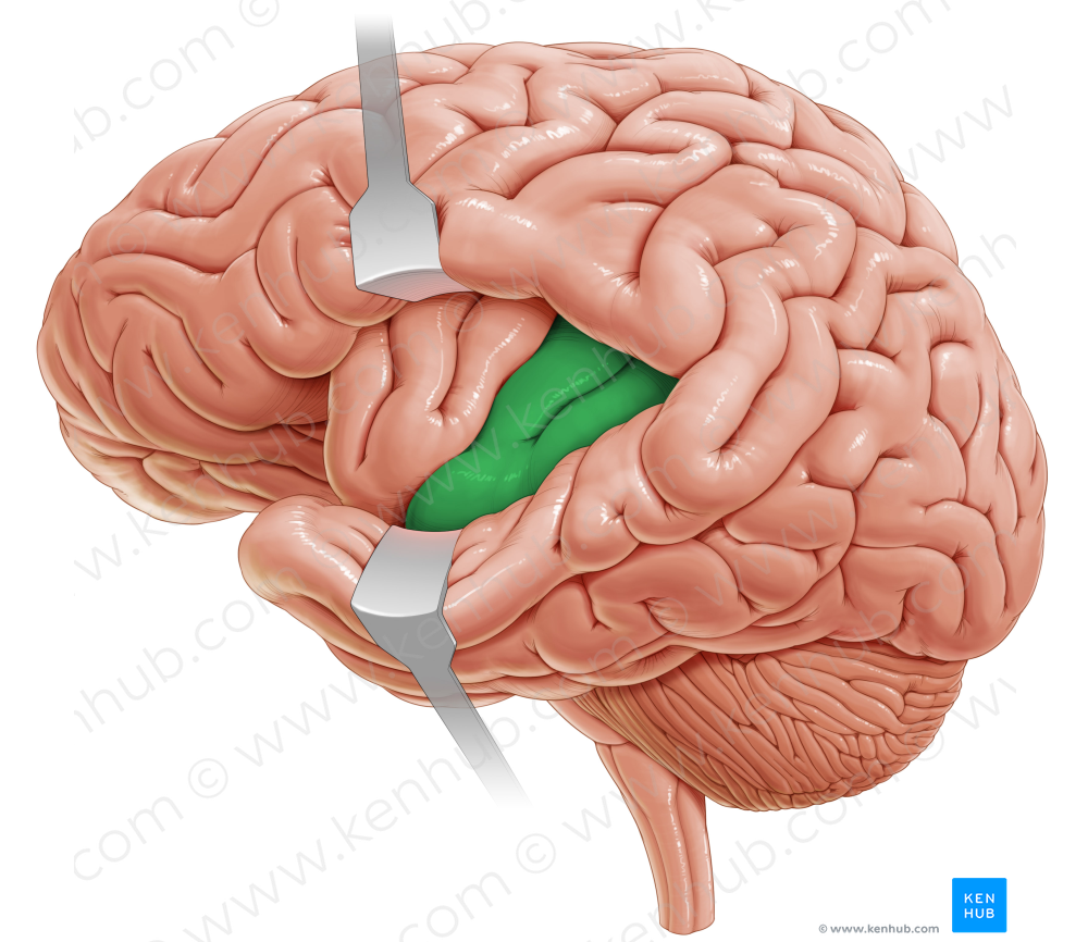 Long gyrus of insula (#4184)