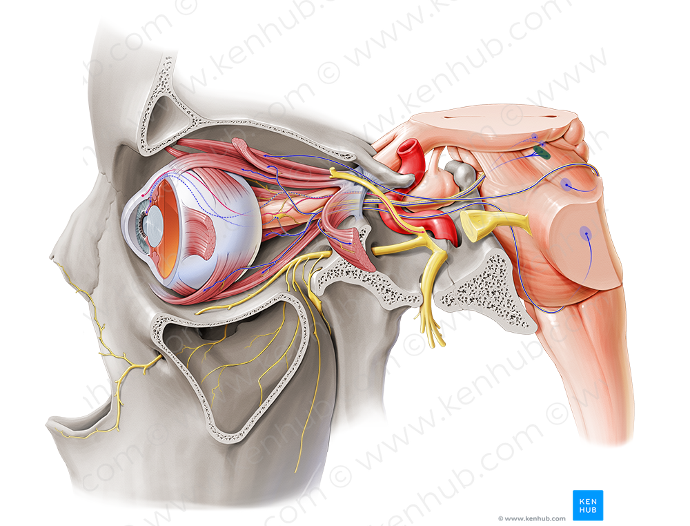 Nucleus of oculomotor nerve (#7229)