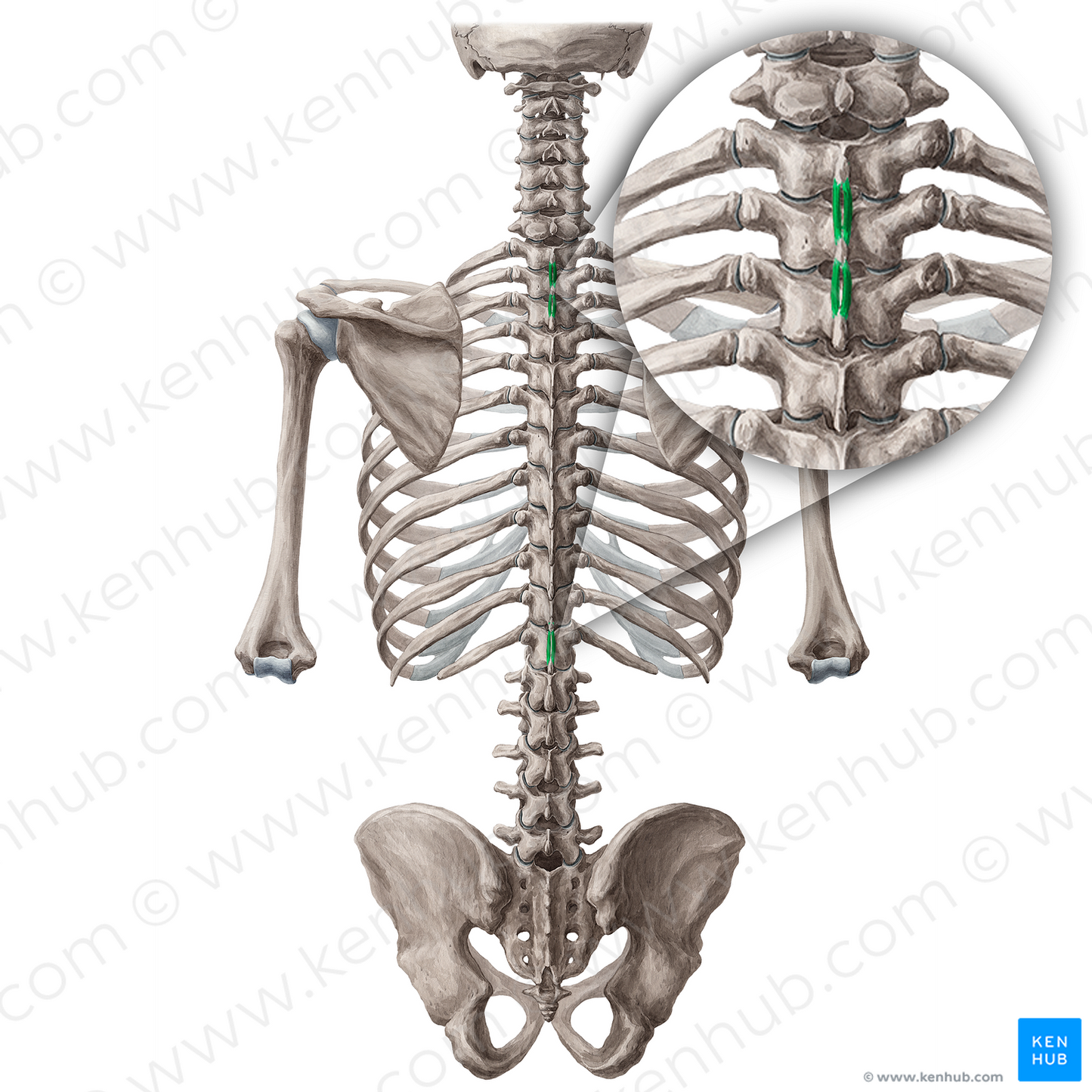 Interspinales thoracis muscles (#5141)