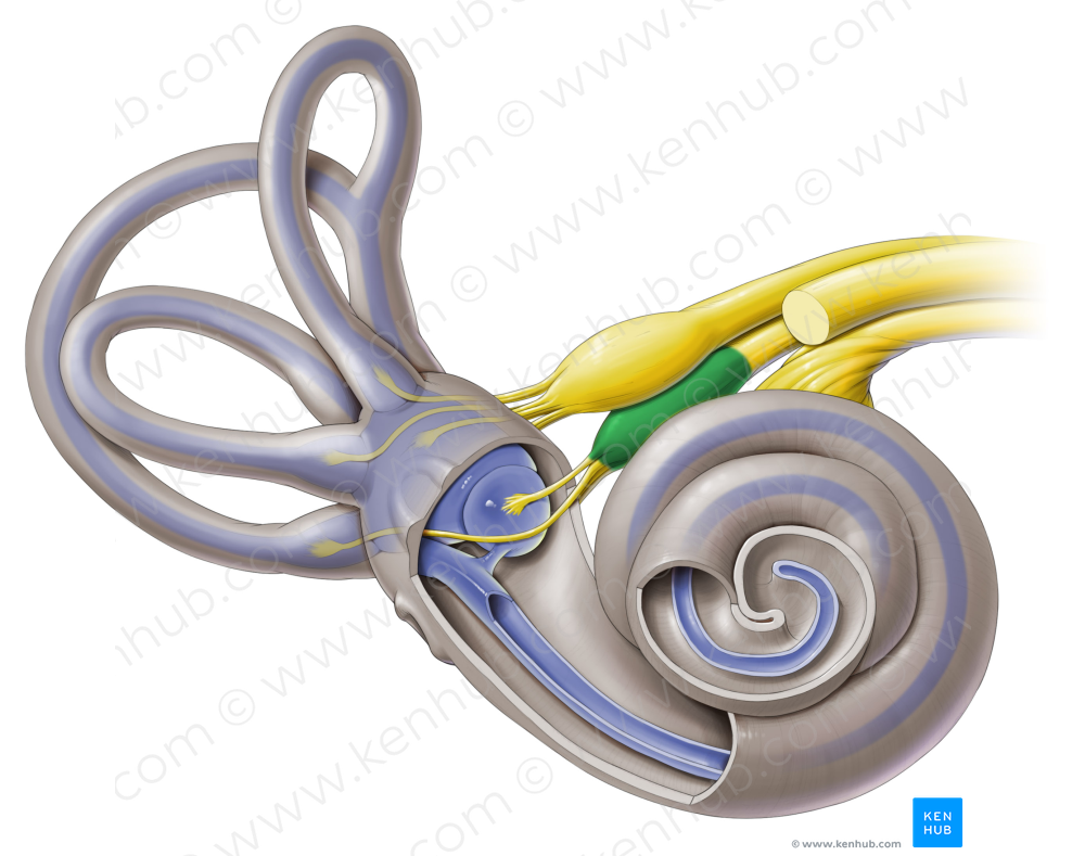 Inferior part of vestibular ganglion (#4046)