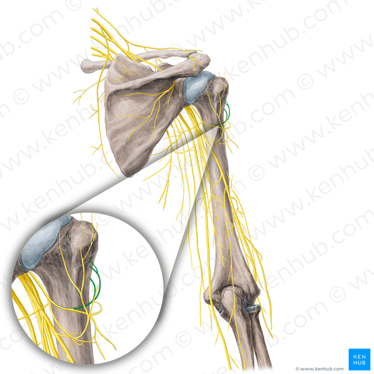 Anterior branch of axillary nerve (#21780)