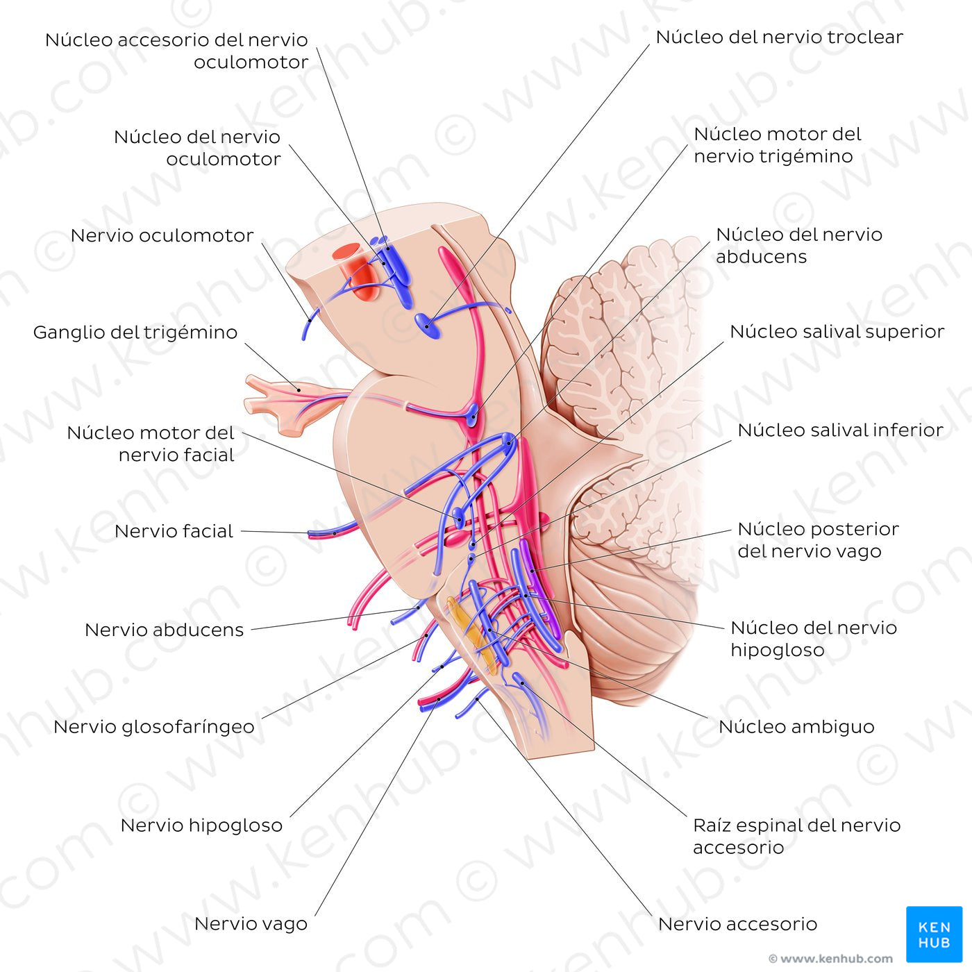 Cranial nerve nuclei - sagittal view (efferent) (Spanish)