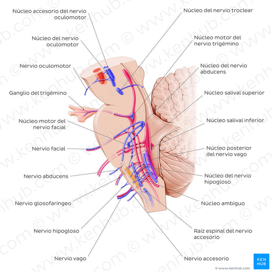 Cranial nerve nuclei - sagittal view (efferent) (Spanish)