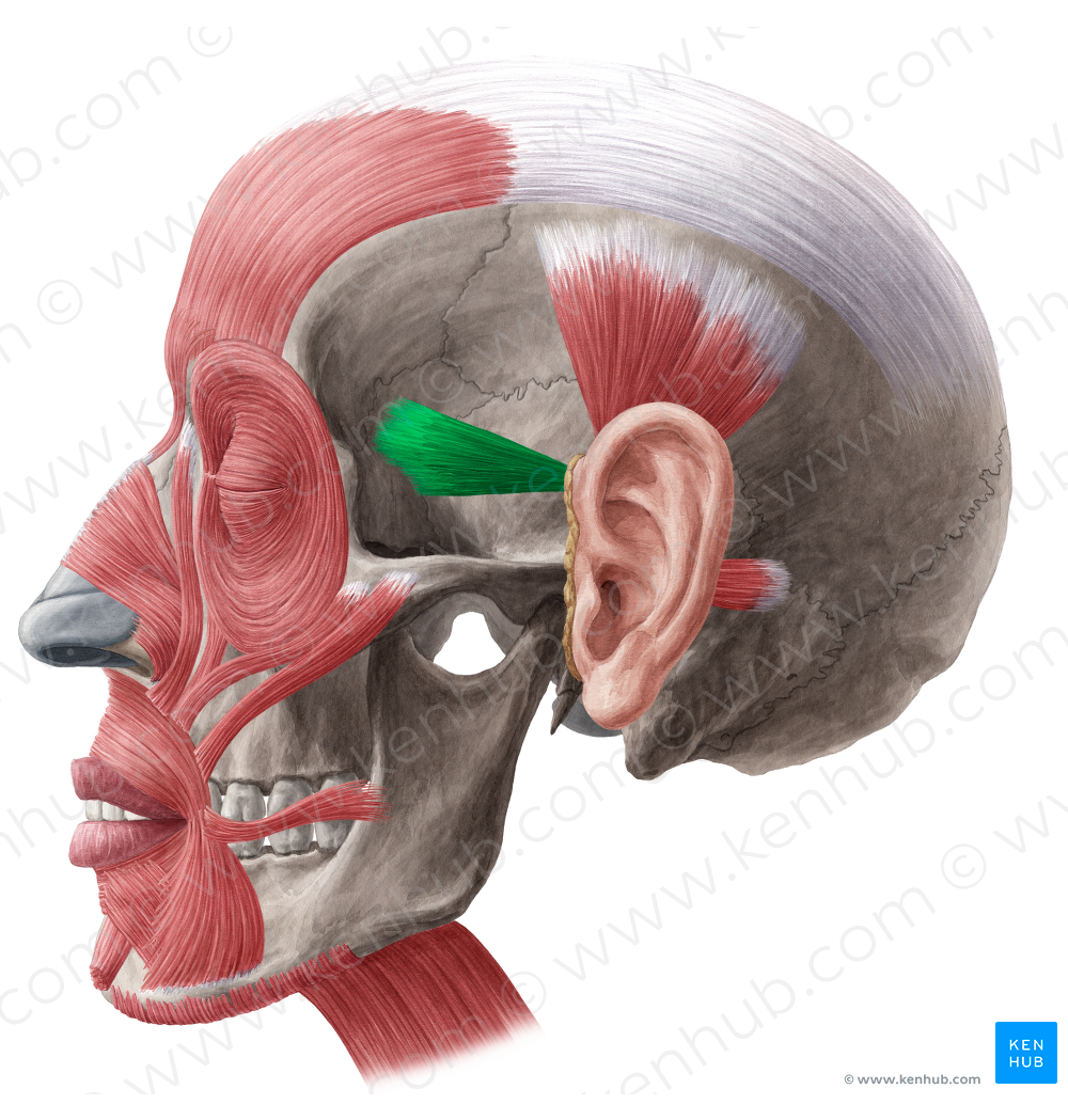 Auricularis anterior muscle (#5213)