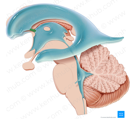 Interventricular foramen (#3738)