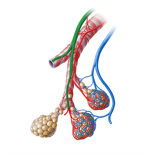 Pulmonary artery (#18264)