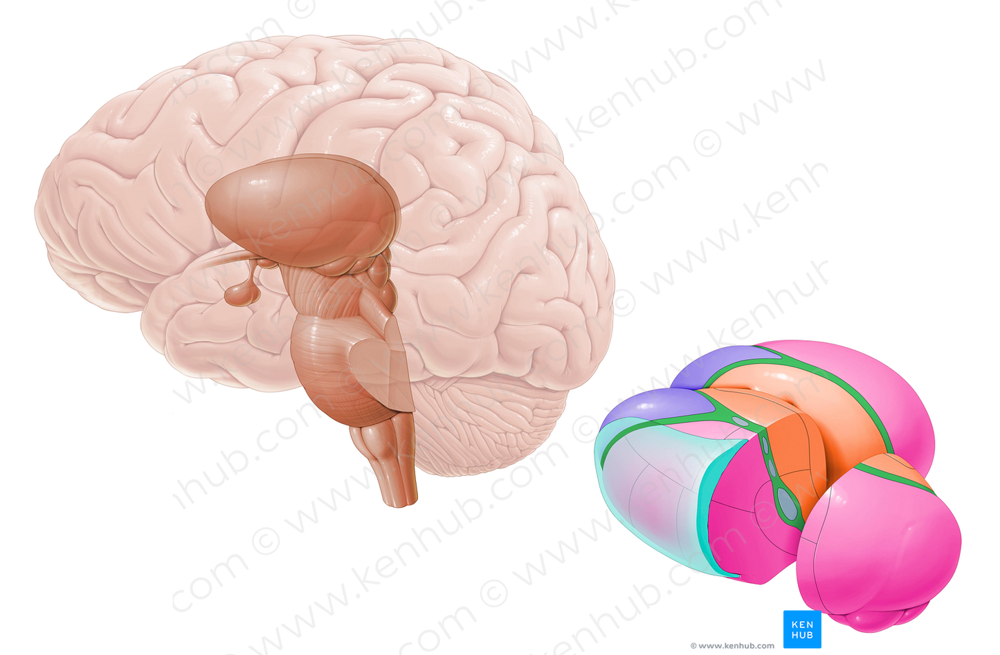 Medial medullary lamina (#4401)