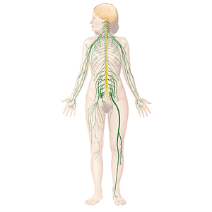 Spinal nerves (#21128)