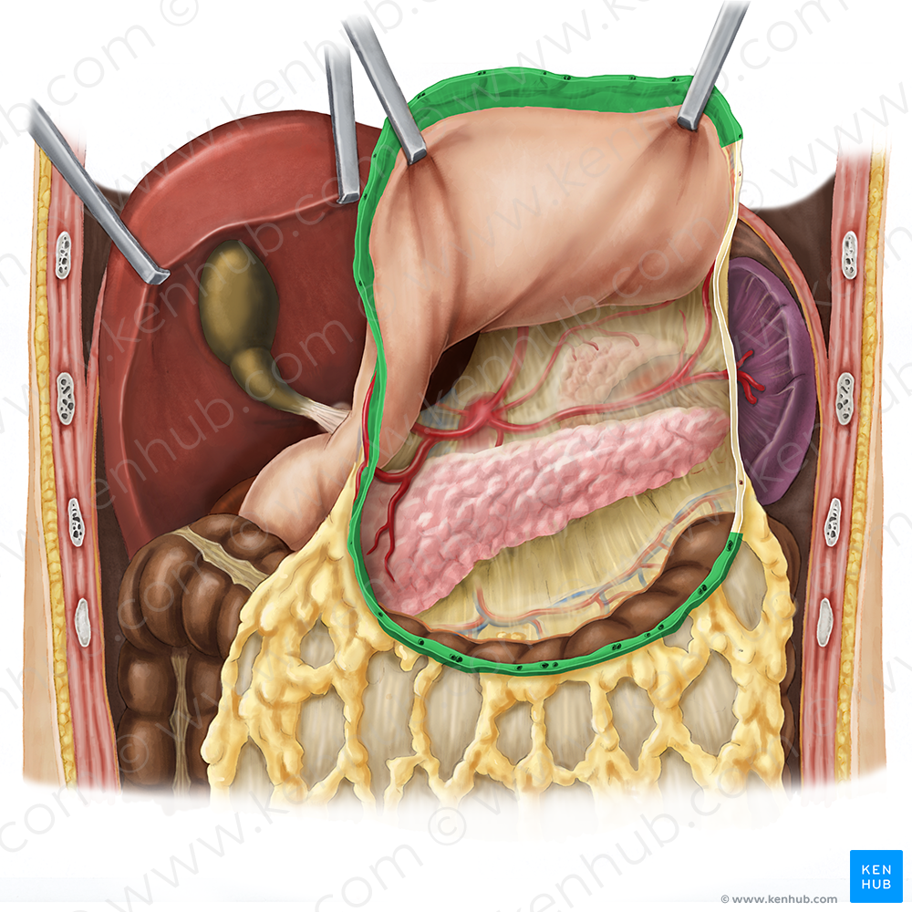 Gastrocolic ligament (#4535)