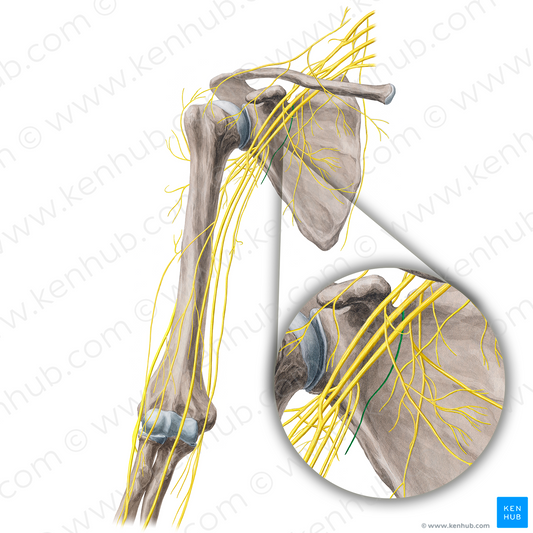 Inferior subscapular nerve (#21664)