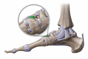 Dorsal intercuneiform ligament (#11233)