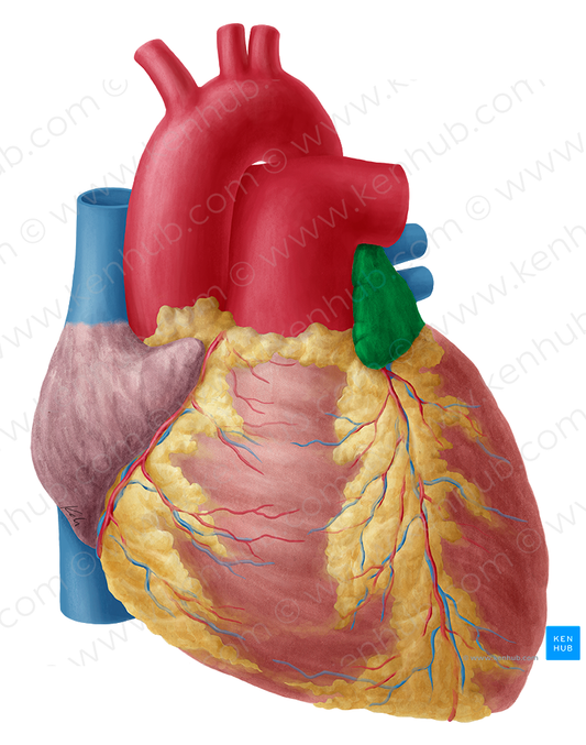 Left auricle of heart (#2128)