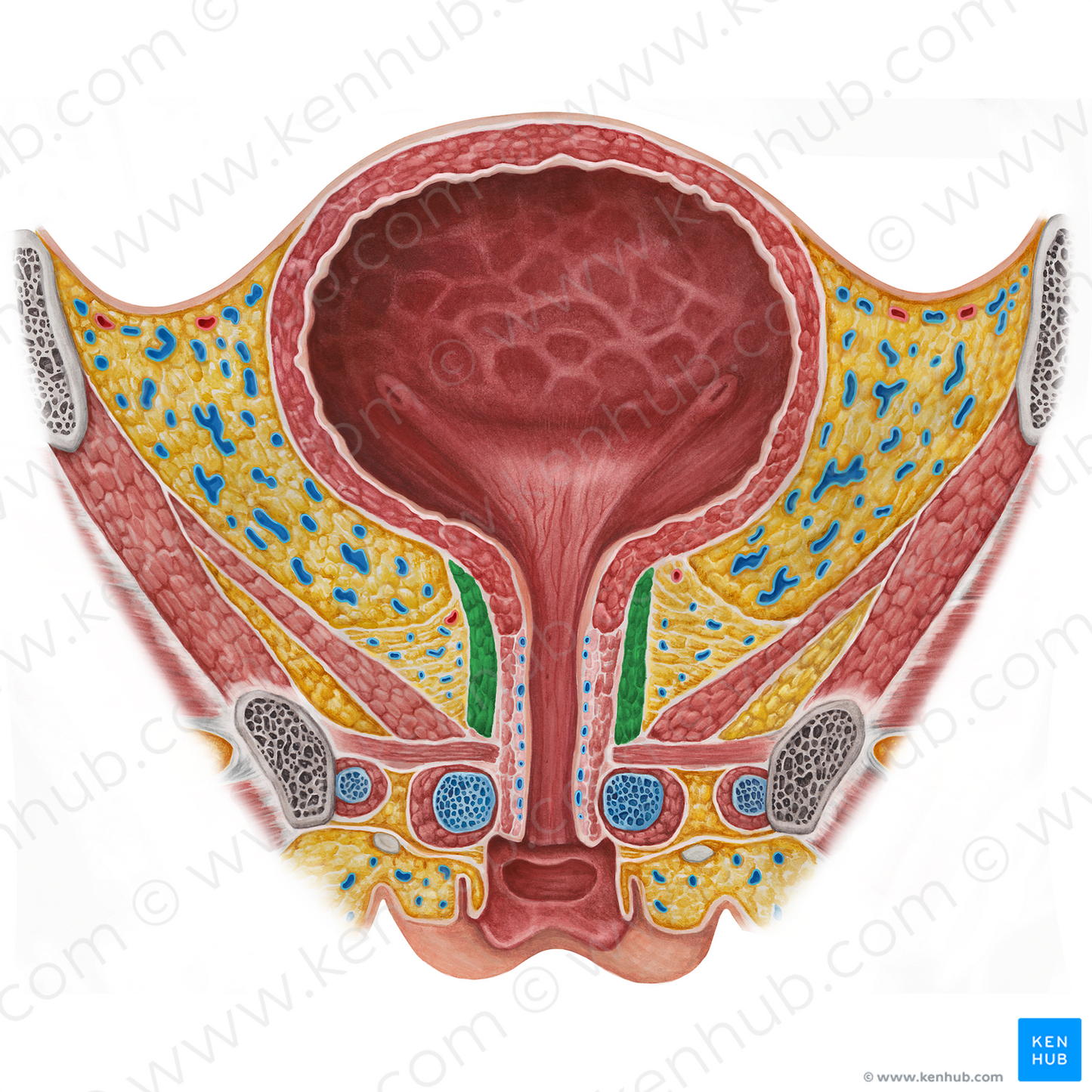 Female external urethral sphincter (proper) (#5981)