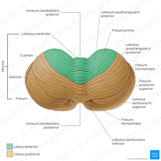 Cerebellum - Superior view (Latin)