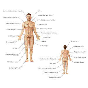 Male body surface anatomy (English)