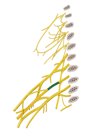 Middle trunk of brachial plexus (#9631)