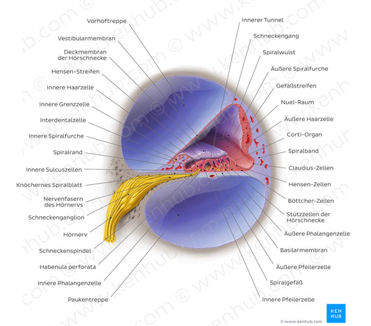 Cochlea (German)