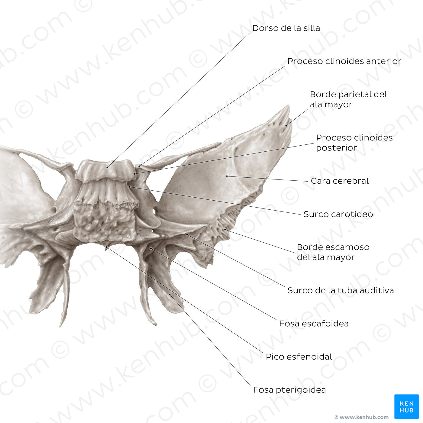 Sphenoid bone (posterior view) (Spanish)