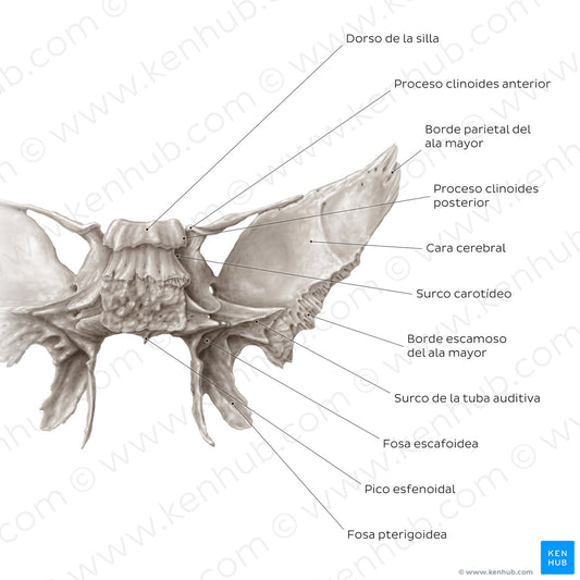 Sphenoid bone (posterior view) (Spanish)