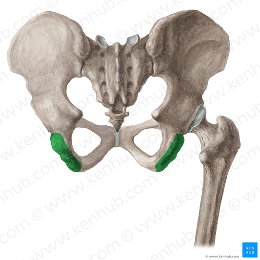 Ischial tuberosity (#16059)