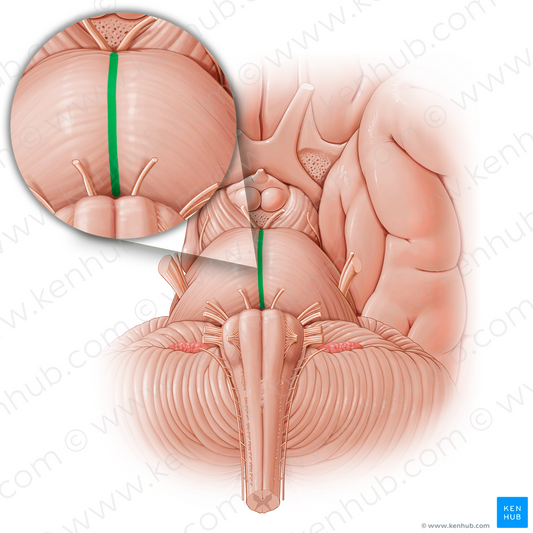 Basilar sulcus (#21198)