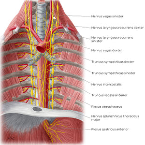 Nerves of the esophagus (Latin)