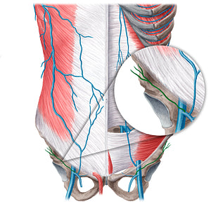 Superficial circumflex iliac vein (#21574)