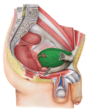 Urinary bladder (#10806)