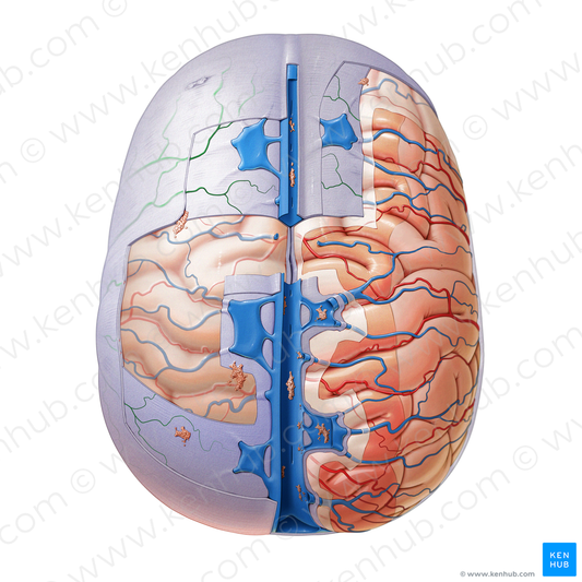 Branches of middle meningeal artery (#1506)