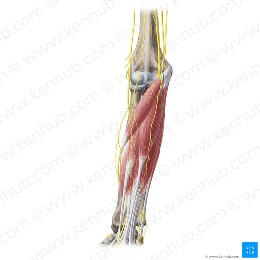 Posterior branch of medial antebrachial cutaneous nerve (#20362)