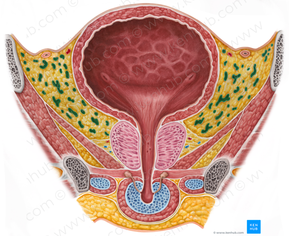 Vesical venous plexus (#8084)