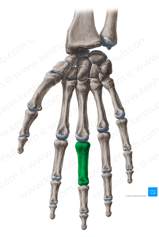 Proximal phalanx of 3rd finger (#7923)