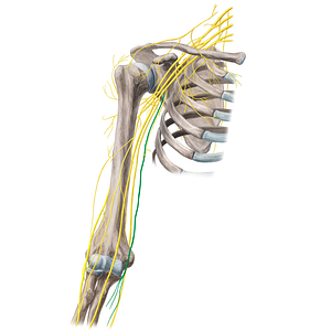 Medial antebrachial cutaneous nerve (#21666)