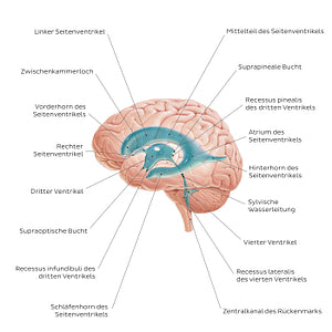 Ventricles of the brain (German)
