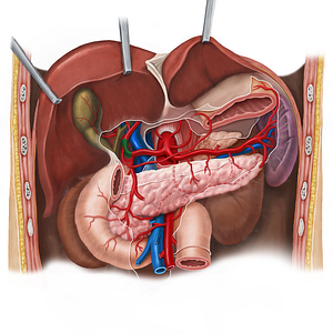 Proper hepatic artery (#1349)