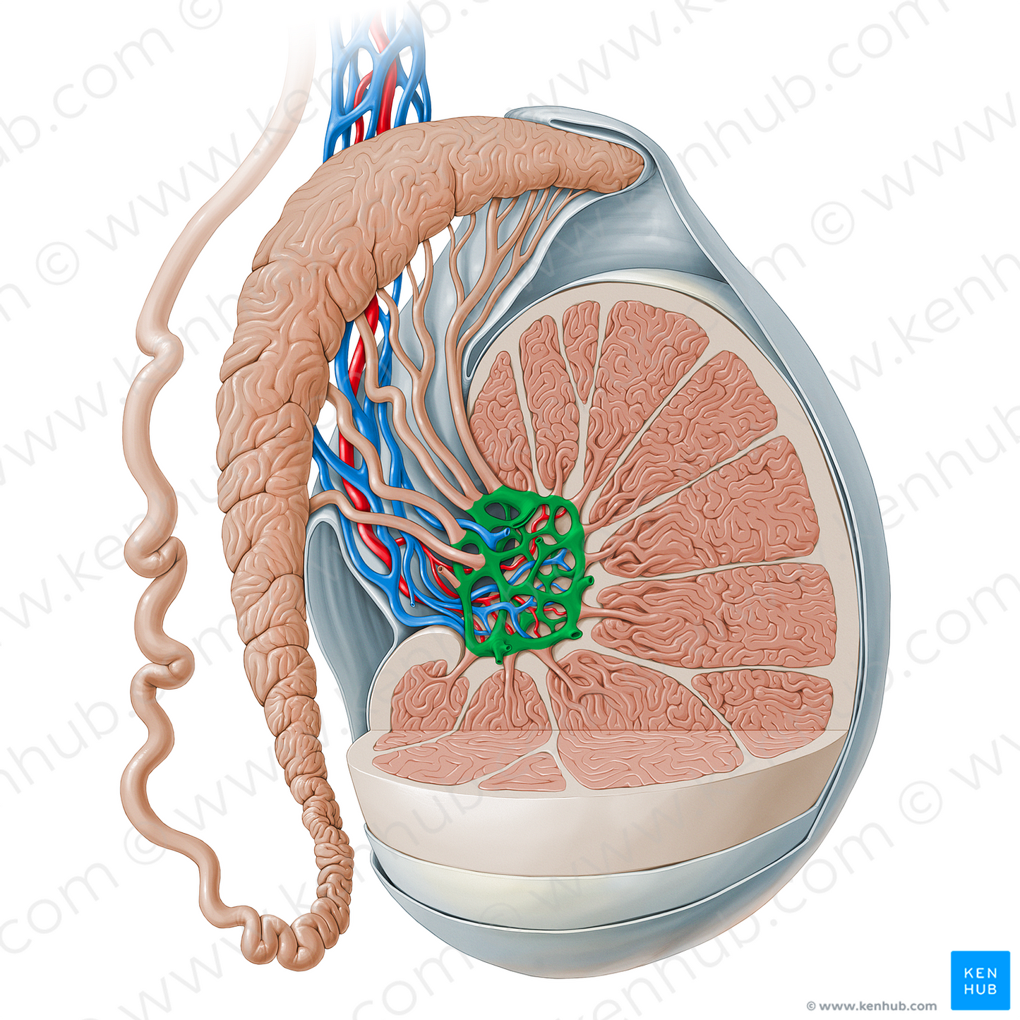 Rete testis (#13520)