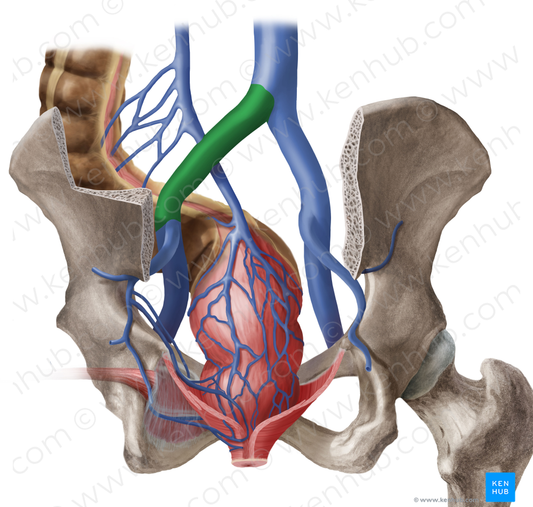 Left common iliac vein (#10293)