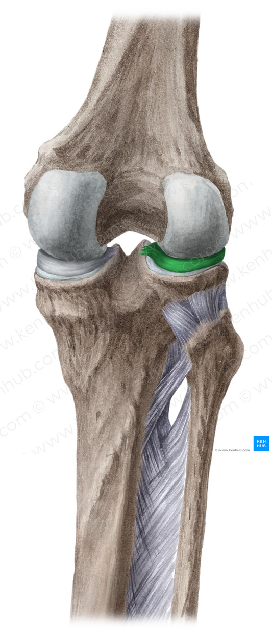 Lateral meniscus (#5060)