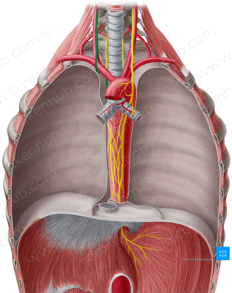 Right vagus nerve (#6882)