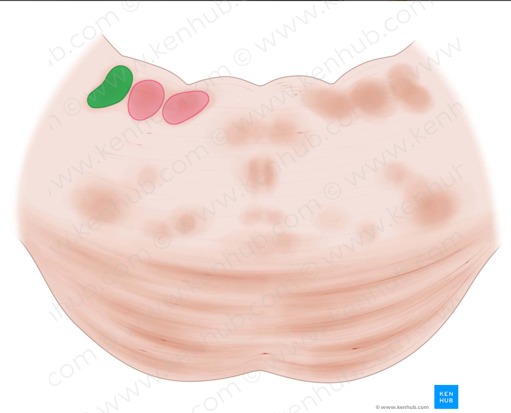 Superior vestibular nucleus (#7277)