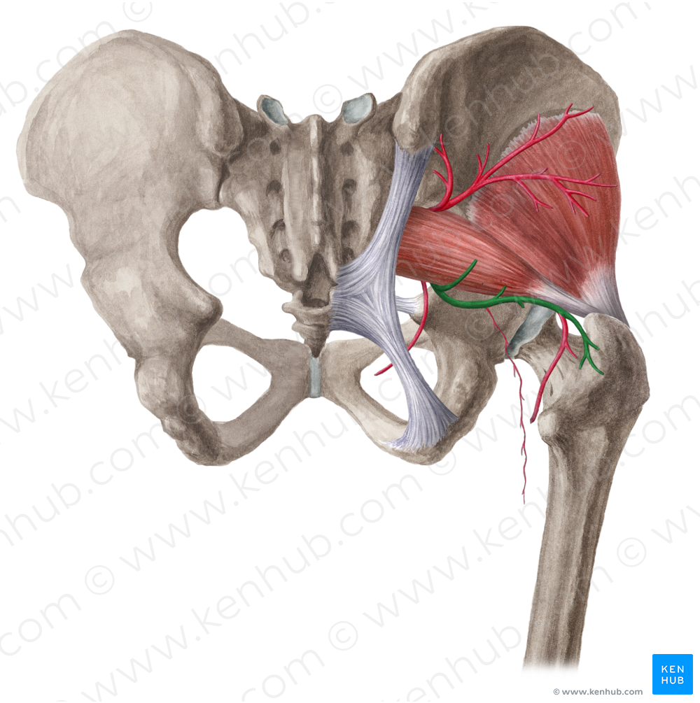 Inferior gluteal artery (#1312)