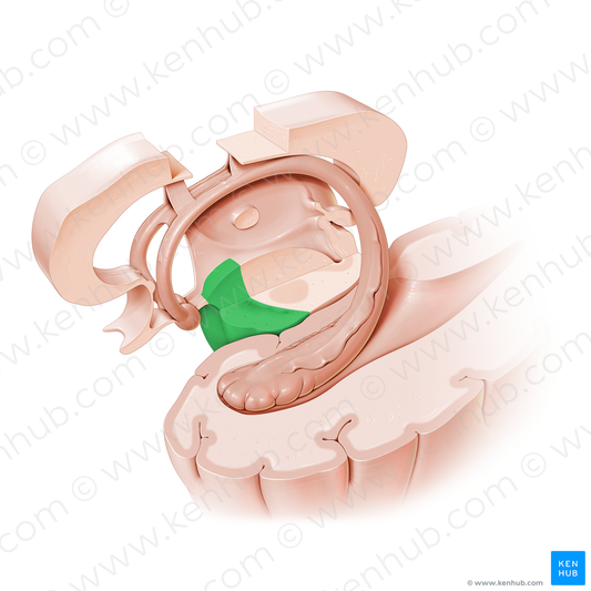 Base of cerebral peduncle (#19721)