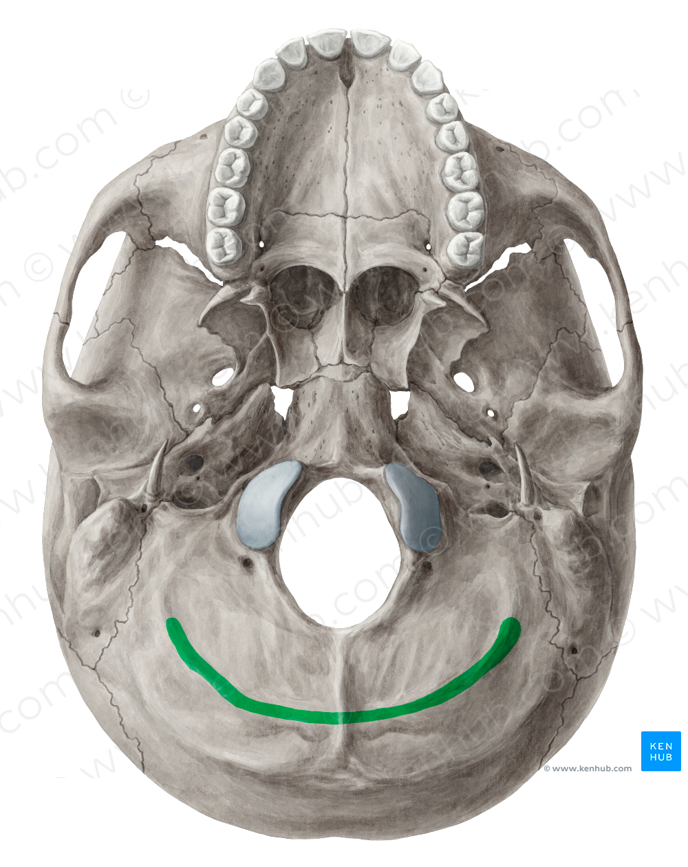 Inferior nuchal line of occipital bone (#4712)