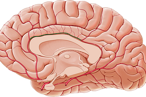 Pericallosal artery (#1615)