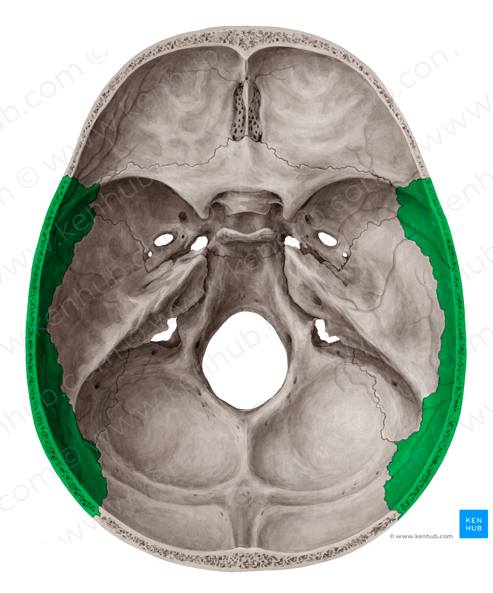 Parietal bone (#7466) – Kenhub Image License Store